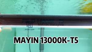 Mayin 13000K T10 LED Arowana Tanning Light Lampu 马印