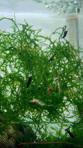 Black Coco Shrimp Neocaridina Shrimp