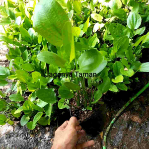 Tanaman Hias Melati Air: Dekorasi Interior yang Mudah Dirawat