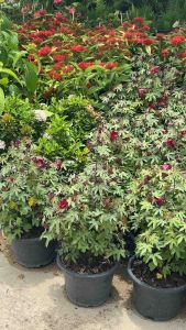 #ต้นฝ้ายแดง #ไม้หายาก จัดเป็นไม้ที่หายากแต่มีความสวยสดงดงามแปลกตาทั้งยังเป็นยา ส่วนที่ใช้ : เปลือกราก ใบ สรรพคุณ : เปลือกราก - บดเป็นผง ชงน้ำเดือดดื่มช่วยขับปัสสาวะ บีบมดลูก ช่วยขับน้ำคาวปลา ใบ - ปรุงเป็นยารับประทานแก้ไข้ ขับเหงื่อ จำพวกยาเขียว และเป็นยา