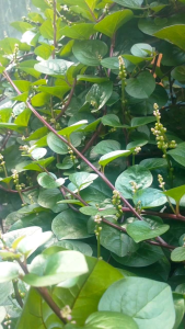 Daun binahong merah segar 1 kg baru petik