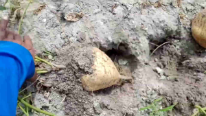 MURAH!! 100 BENIH BENGKOANG BERKWALITAS SUPER DAN UNGGUL