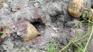 BENIH BENGKOANG SUPER 100 BIJI BIBIT BENGKOANG UNGGUL