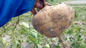100 BIJI BENIH BENGKOANG JICAMBA BUAH BUAHAN SAYUR SAYURAN