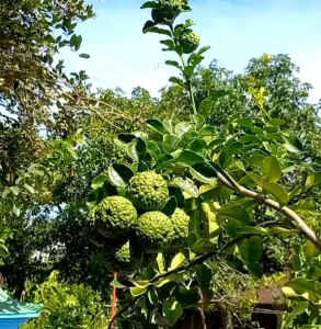 (ELDORA SEEDS) 10 BUTIR BIJI | BENIH TANAMAN JERUK PURUT | CITRUS HYSTRIX