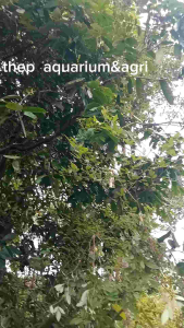 กรวยป่า มีใบความรู้อธิบายการหมักปลา