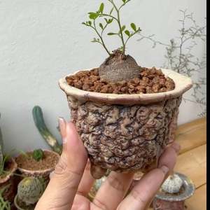 กระถางแฮนด์เมด 3 ขายรุ่น กระถางเซรามิค กระถางปากแตร 3 ขา กระถางแคคตัส ขนาด 8.5 พิเศษ ปากกว้าง 3 นิ้ว 2.5 นิ้ว เนื้อกระถางหนา สวย น่าสะสม