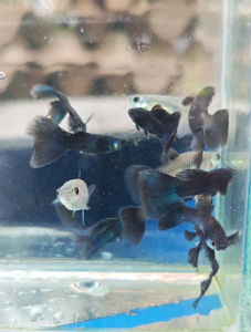 Blue Head Moscow Guppy 1 Pair Ready Breed