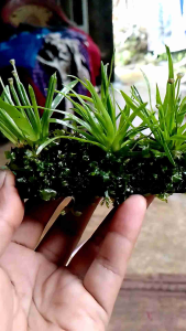 Tanaman Aquascape Erio Cinereum Mix & MOS Felia Media Lempeng Hiasan Aquarium