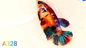 ปลากัดกาแลคซี่✨️ได้ตรงรูป🌈มัตติคันเลอร์😍มัตติคันเลอร์ กาแลคซี่ พร้อมผสมพันธุ์❤️ Bettafish❤️ปลากัดสวยงาม ปลากัดไทย ปลากัดอาชีพ ปลากัดกาแลคซี่มัตติคันเลอร์🌟ปลากัดเลี้ยงโชว์ สวยๆ ได้เมียตามรูป