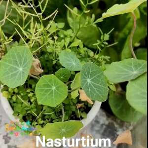 10 BUTIR BIJI/BENIH BUNGA NASTURTIUM MIX WARNA