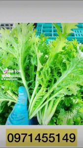 เมล็ดผักกาดหิ่น วาซาบิไทย 2000-3000เมล็ดพร้อมวิธีปลูกเมล็ดพันธุ์ผักกาดหิ่น ผักกาดวาซาบิ ผักสวนครัว ผักเครื่องเคียง