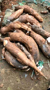 Singkong Lamongan | Singkong Mentega Segar 1 Kg Paling Lembut Paling Nikmat