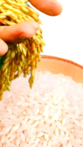 beras murah pulen bersih berkualitas beras cap bunga rojolele ramos setra pandanwangi kemasan 1liter 1kilo 5kilo