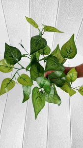 daun group k6 import ecer