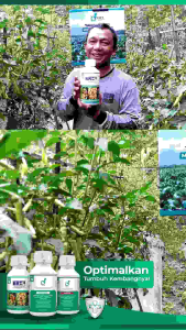 BRE4 1000ml pupuk pengendali hama nematoda dan bio Fertilizer pupuk organik hormon auxin sitokinin UK 1karton isi 12 btl