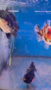 THAILAND ORANDA GOLDFISH LION HEAD 12-13cm RM488 per fish