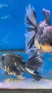 CHINA ORANDA LION HEAD GOLDFISH 17-19cm RM688 per fish ( Black / Orange )