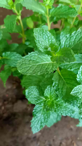 bibit daun mint spearmint Cipanas rimbun