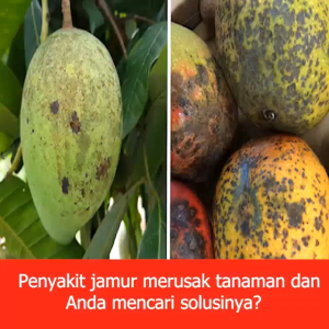 Agrivax Fungicides King - Pembasmi Jamur dan Hama