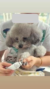 PET ELECTRIC NAIL GRINDER PENGISAR KUKU KUCING 宠物磨甲器