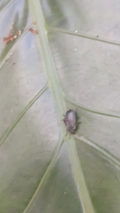 คีมตัวเมียร่องเก่า1ตัวแม่พันธุ์สวยแข็งแรงไข่ดกโปรโมชั่นก่อนสิ้นปี