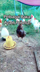 Telur Benih Ayam Penelur Hibrit