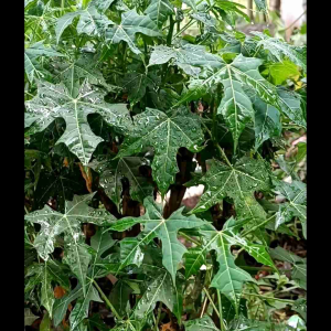 Isi 15 batang pohon gedi siap tanam untuk lalapan cocok di tanaman di halaman rumah bibit tanaman gedi tanaman pepaya japan bibit tanaman pepaya japan bibit pohon daun gedi