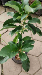 Sindo - Avocado Aligator / Alpukat By Andhika Live Plant IF9CB4IEOA