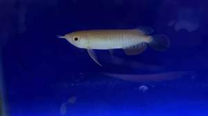 [High Quality] [Wholesale Price] High Back Arowana - AquaX Live Fish With D.O.A. *Ship West & East Malaysia* ~Farm Direct Sell