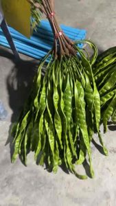 สะตอข้าว สะตอคีรีวงสด 10 ฝัก 📍พร้อมส่ง