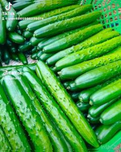 เมล็ดแตงกวาญี่ปุ่น **แพคเกจแบ่งบรรจุ*** 60-70 เมล็ด งอกดี ลูกยาว สีเขียวรสหวาน