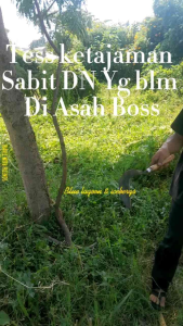 Arit Superr Tajam Pulll Bazza Murni