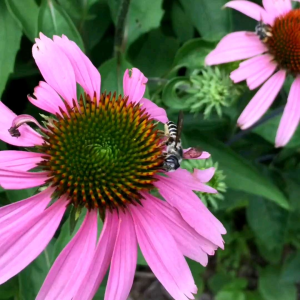 (KEMASAN PREMIUM) BIJI | BENIH BUNGA TOPI SURYA | CONEFLOWER