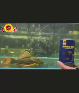【Dolphin】Sinking pancake-shaped feed for bottom-dwelling fish such as codfish manta rays scavengers fish shrimps water turtles etc.