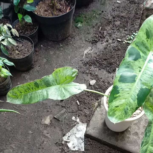 Tanaman Hias Philodendron Parasio Verde - Philo Parasio Verde