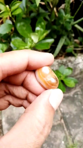 Batu akik mustika payudara nyai khunti