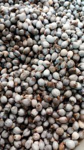 Jali-jali kering - 1 kg biji jali - barley seeds - Anjeli