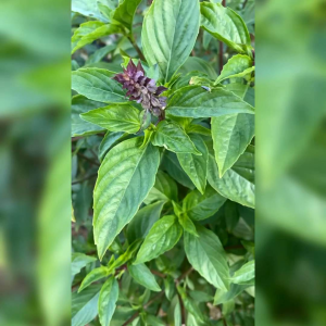 50 BIJI BENIH HERBA SWEET BASIL (REPACK)