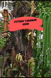 Bibit Aren Genjah Kutim Asli Varietas Super Unggul Siap Tanam (Paket 10 bibit)