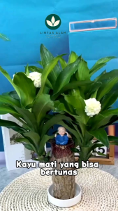 Brazilian Wood Bonsai Hanjuang Brazil / Bibit Stek Hanjuang Brazil Hijau Andong Mudah Hidup COD