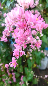Bibit Bunga Air Mata Pengantin (AMP): Bunga AMP untuk Taman