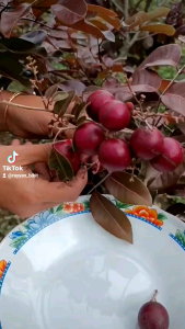 Lengkeng Merah: Produk Lokal Dengan Desain Tradisional