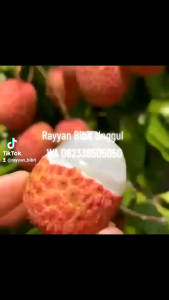 Bibit Leci Merah Hasil Cangkok Cepat Berbuah Leci Kom