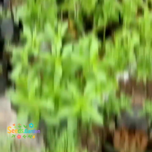 15 BUTIR BIJI/BENIH TANAMAN STEVIA | PENGANTI GULA