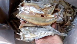 Ikan Asin 69 gabus laut / gulama belah 1kg termurah !!!