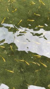 Ikan Guppy Emas 24K /Gold Guppy / Livefish/Freshwater