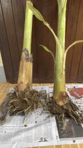 หน่อกล้วยน้ำว้า พันธุ์มะลิอ่อง (ขนาดต้นหูกวาง) ซื้อ 3 แถม 1หน่อ/ออเดอร์