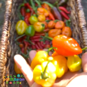 5 BUTIR BIJI/BENIH TANAMAN CABE HABANERO ORANGE