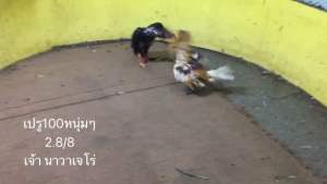 เมื่อเชื้อสายพันธุ์เปรูเลือด 100 มกราคม (ไข่เชื้อสายพันธุ์เปรูเลือด 100 มกราคม)